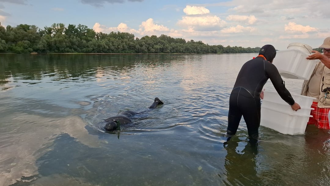 Niespodzianka w rzece Sawa. Archeolodzy odnaleźli sztabki sprzed 2000 lat