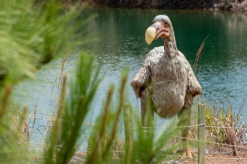 Rewolucja w deekstynkcji gatunków. Dodo może być pierwszym wskrzeszonym ptakiem w historii
