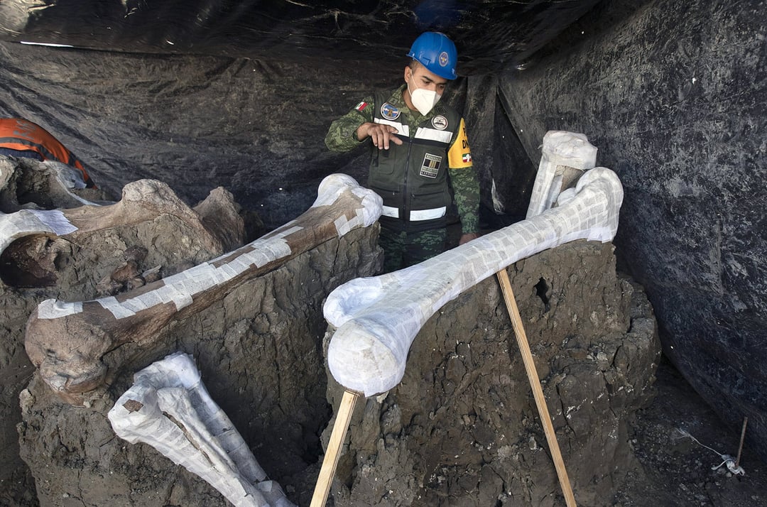 Gigantyczne znalezisko w Meksyku przebija słynne La Brea Tar Pits. Naukowcy odkopali ponad 50 tysięcy kości