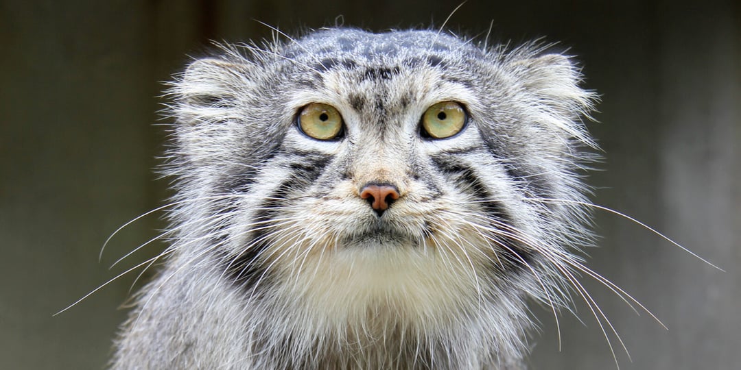 Najbardziej tajemniczy dziki kot świata sfotografowany w ekstremalnych warunkach