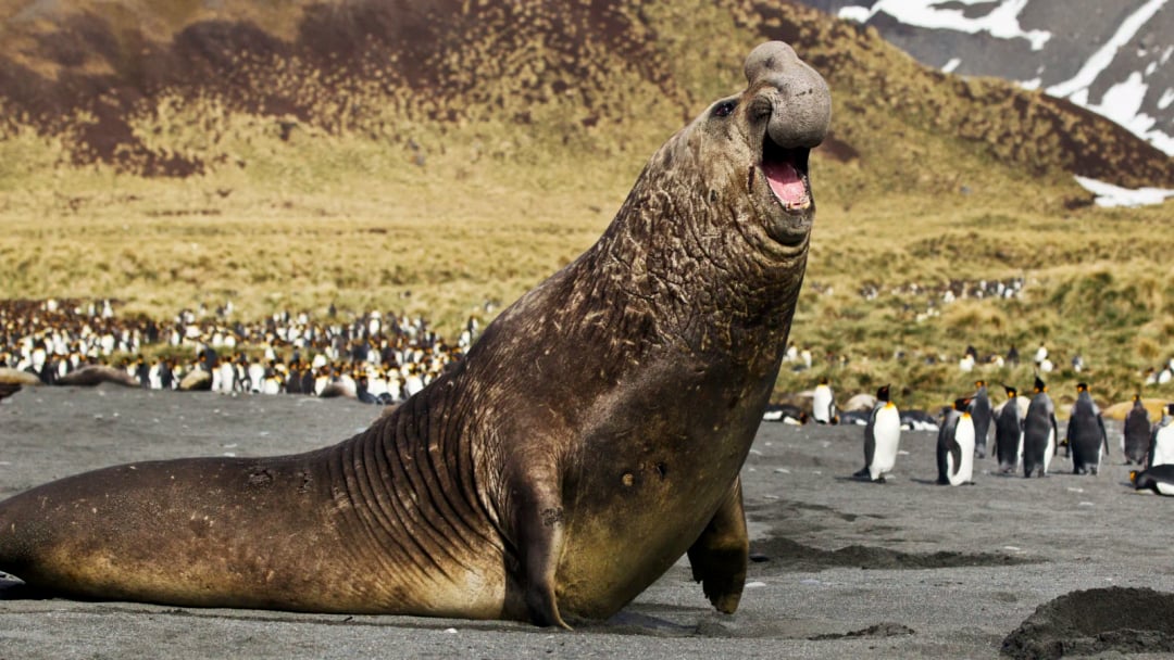 Największy drapieżnik świata to nie tygrys ani niedźwiedź. Jego waga przekracza 4 tony