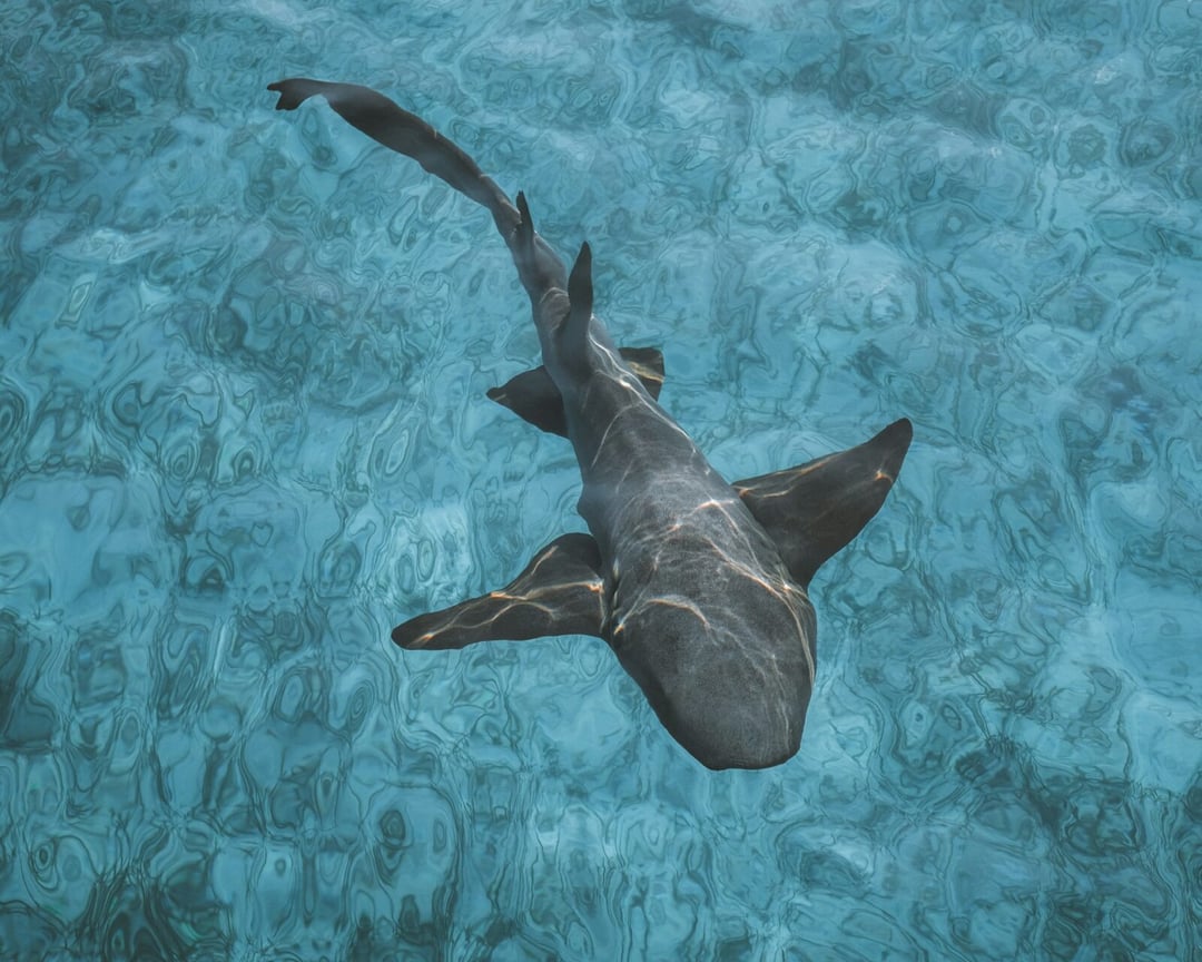 Pomarańczowy rekin zaskoczył wędkarzy u wybrzeży Kostaryki. Naukowcy nie mogą uwierzyć w to co zobaczyli