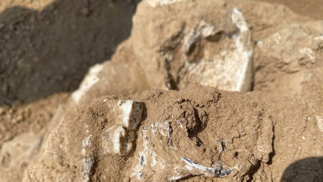 Kaukaz skrywał tajemnicę naszych przodków przez miliony lat. Nowe znalezisko wywraca teorię ewolucji do góry nogami