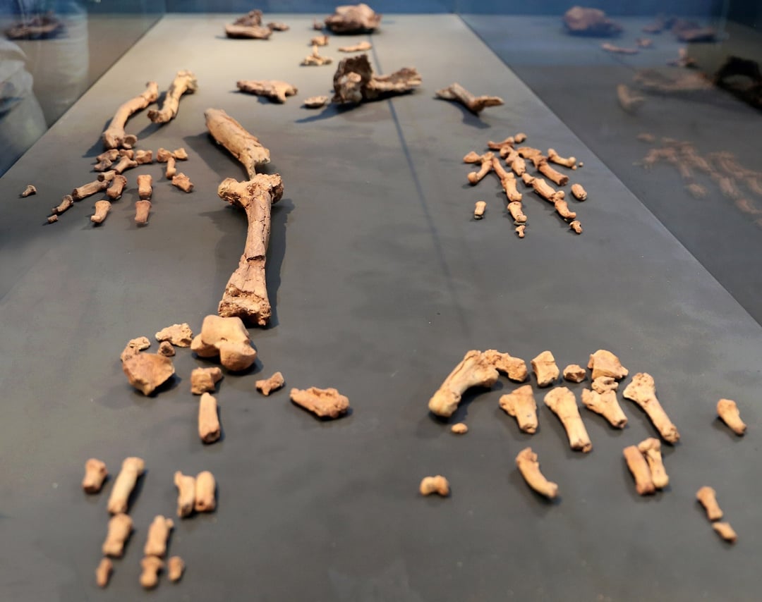 Szkielet sprzed 4,4 mln lat podważa nasze rozumienie ewolucji. Ardi cały czas miesza naukowcom szyki