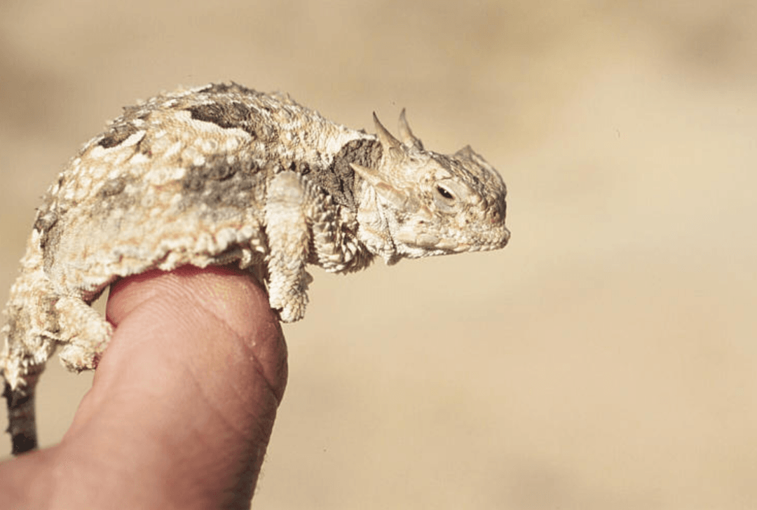 Ol’ Rip. Niezwykła historia jaszczurki zamurowanej na trzy dekady