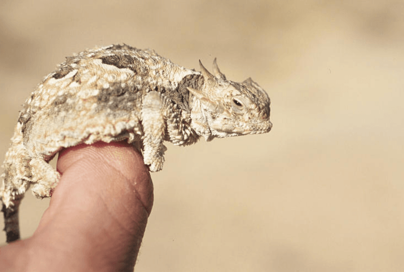 Ol’ Rip. Niezwykła historia jaszczurki zamurowanej na trzy dekady