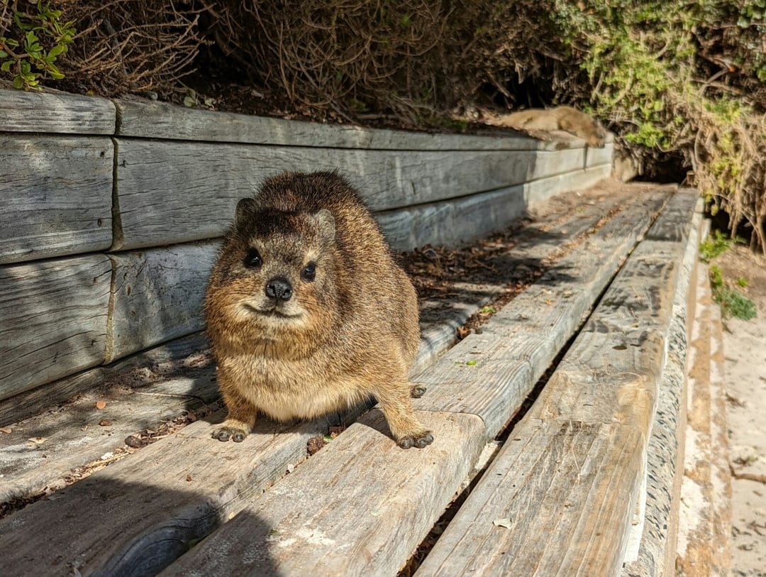 Pierwszy na świecie skamieniały ślad pośladków odkryty w Afryce. Naukowcy nie mogli uwierzyć w to co widzą