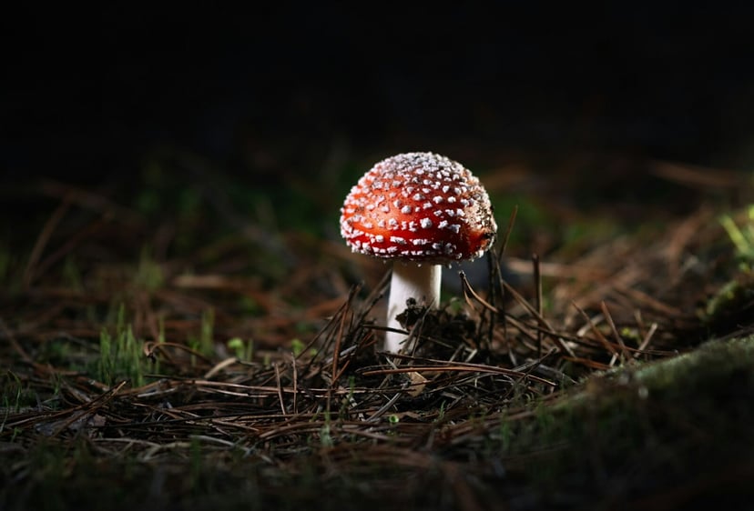 Super Mario Bros. ukrywa prawdziwy sekret. Te grzyby istnieją naprawdę