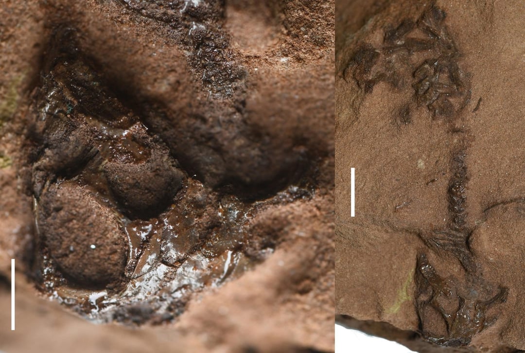 Rewolucja w paleontologii dzięki małej czaszce z Devon. Ten triasowy drapieżnik zmienia całą historię gadów