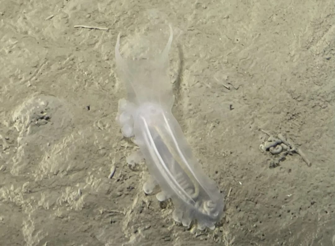 Tajemnice strefy hadalnej wreszcie odkryte. Badania japońskich rowów ujawniają niesamowite formy życia