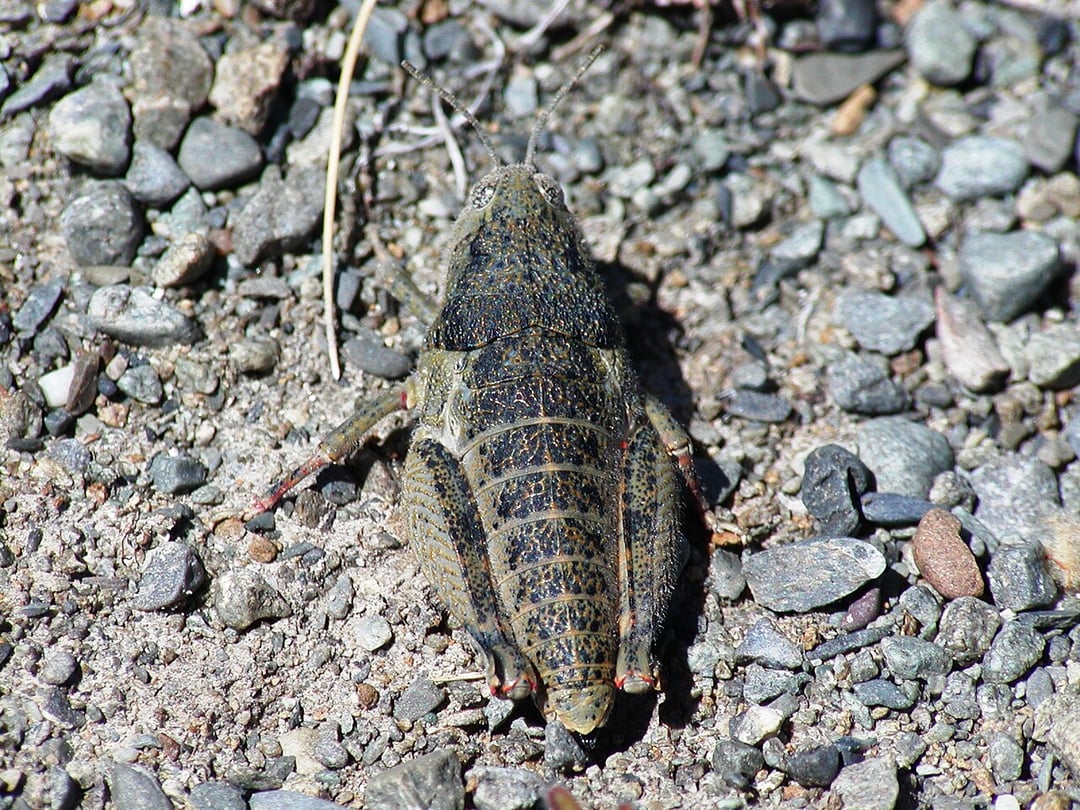 Genetyczna anomalia czy walka o przetrwanie? Różowy konik polny wywołał sensację wśród badaczy