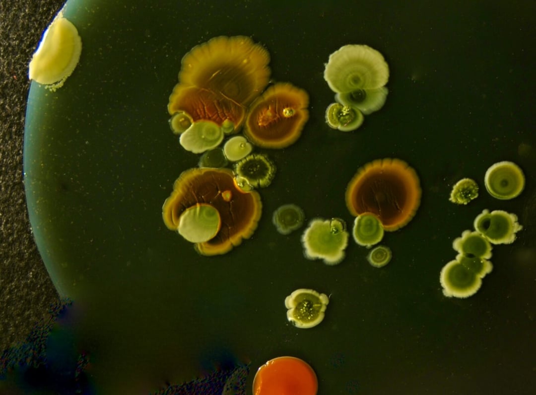 Mikroroboty z bakterii? Najpierw trzeba było sprawdzić, czy ich kompas naprawdę daje radę