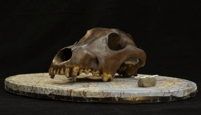 Psy zróżnicowały się 11 000 lat temu. Mamy namacalny dowód