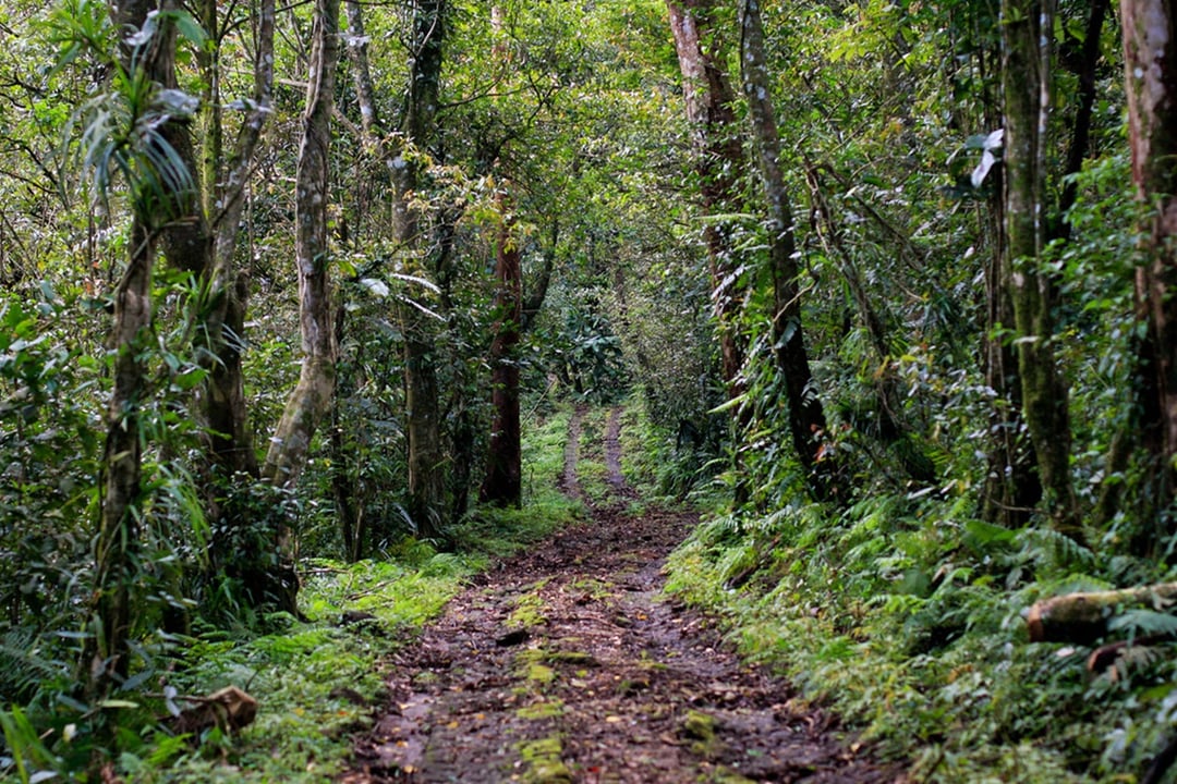 Archeolodzy weszli do indonezyjskiej dżungli i odkryli coś niebywałego. Sieć megalitów zidentyfikowana przez narzędzie LiDAR