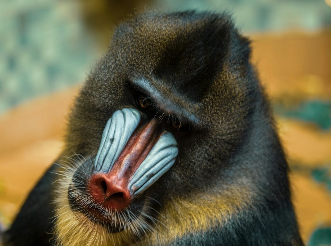 W gabońskim lesie spotkasz hordę 800 małp wędrujących jak jedna armia. Naukowcy są w szoku