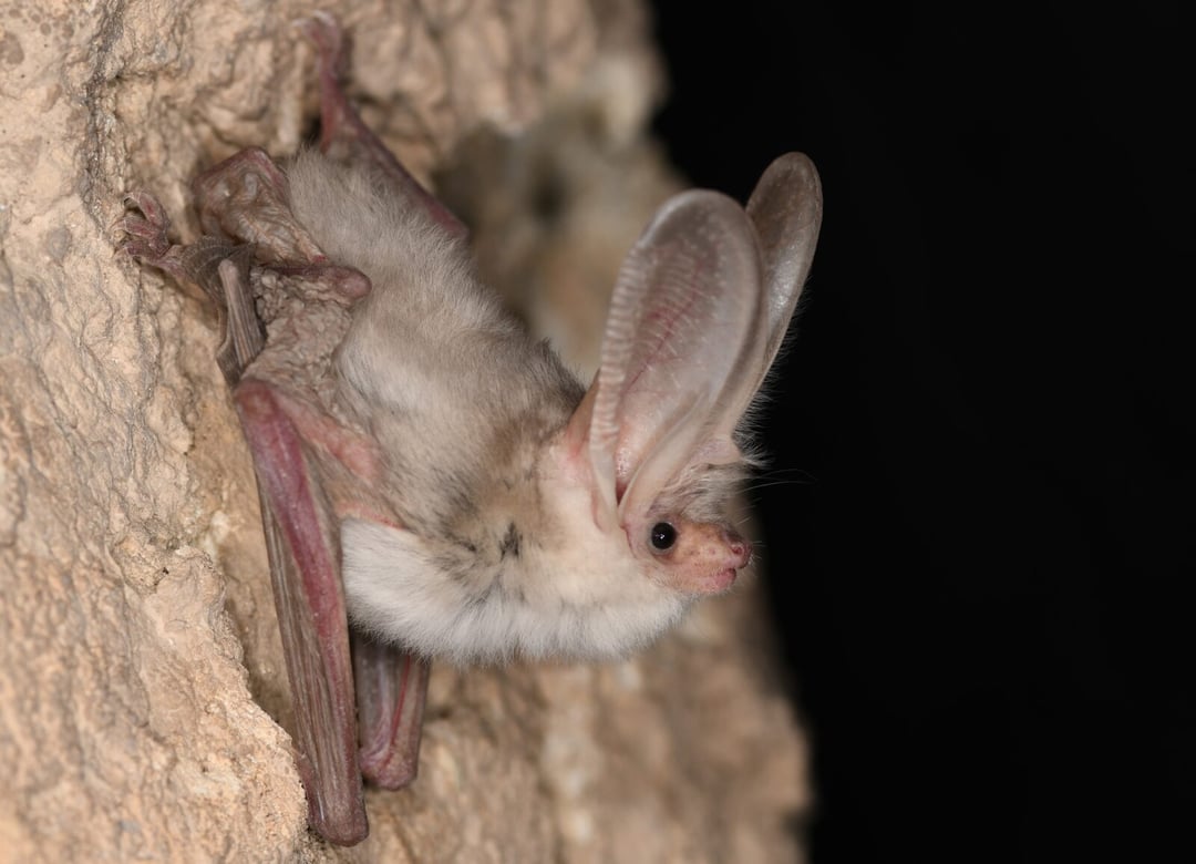 Zaginiony nietoperz odnaleziony po 55 latach. Naukowcy potwierdzili istnienie gatunku z pustyni Kara-kum