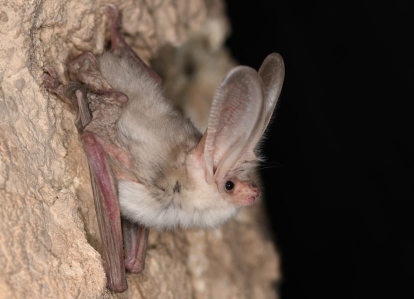 Zaginiony nietoperz odnaleziony po 55 latach. Naukowcy potwierdzili istnienie gatunku z pustyni Kara-kum