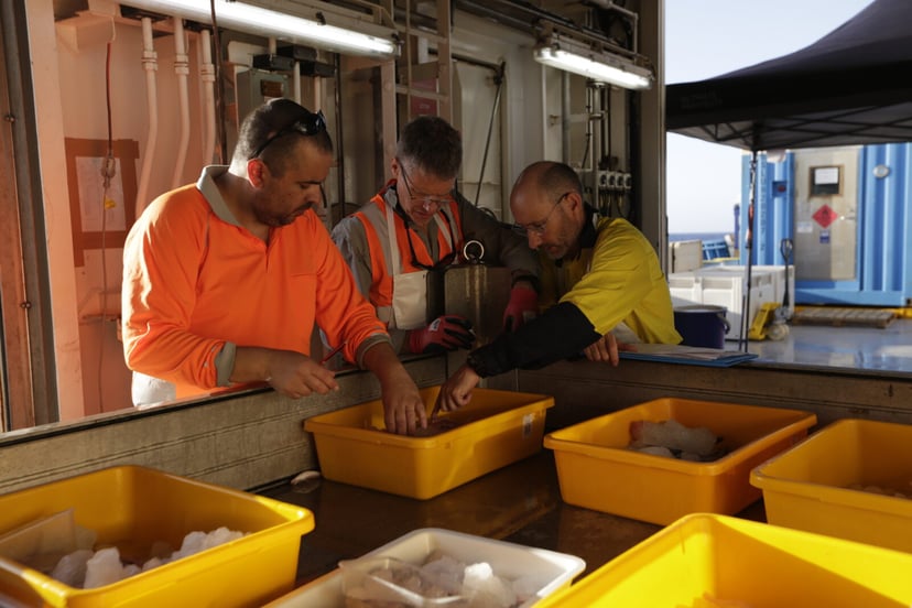 Nowe gatunki z głębin Australii. Kolejnych 600 czeka na opisanie