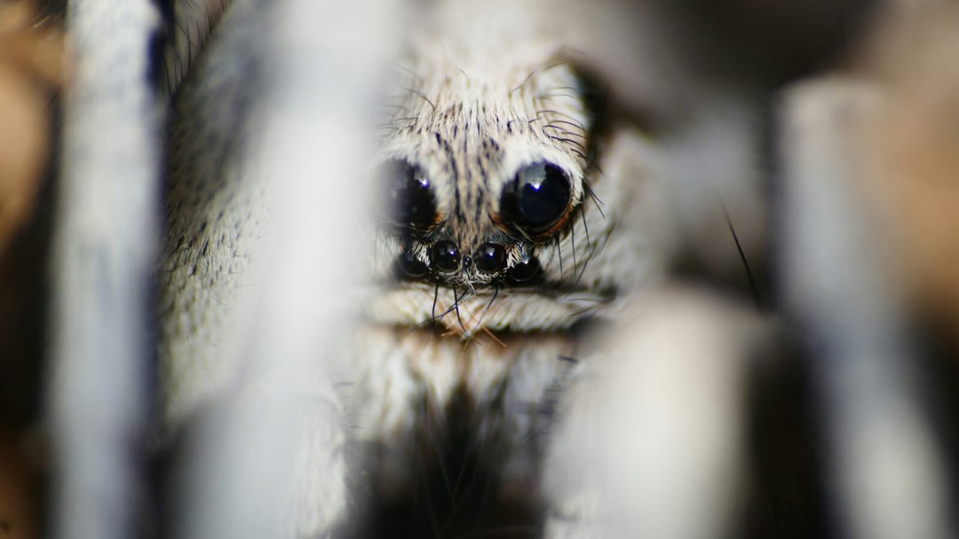 Ukryty mieszkaniec kalifornijskich wydm. Naukowcy odkryli nowy gatunek pająka