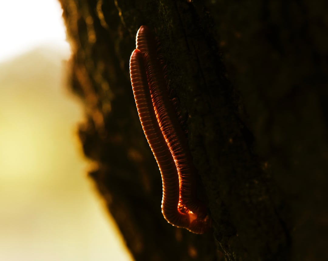 Przełomowe odkrycie polskich naukowców. Wyhodowali organizmy łamiące podstawowe zasady biologii