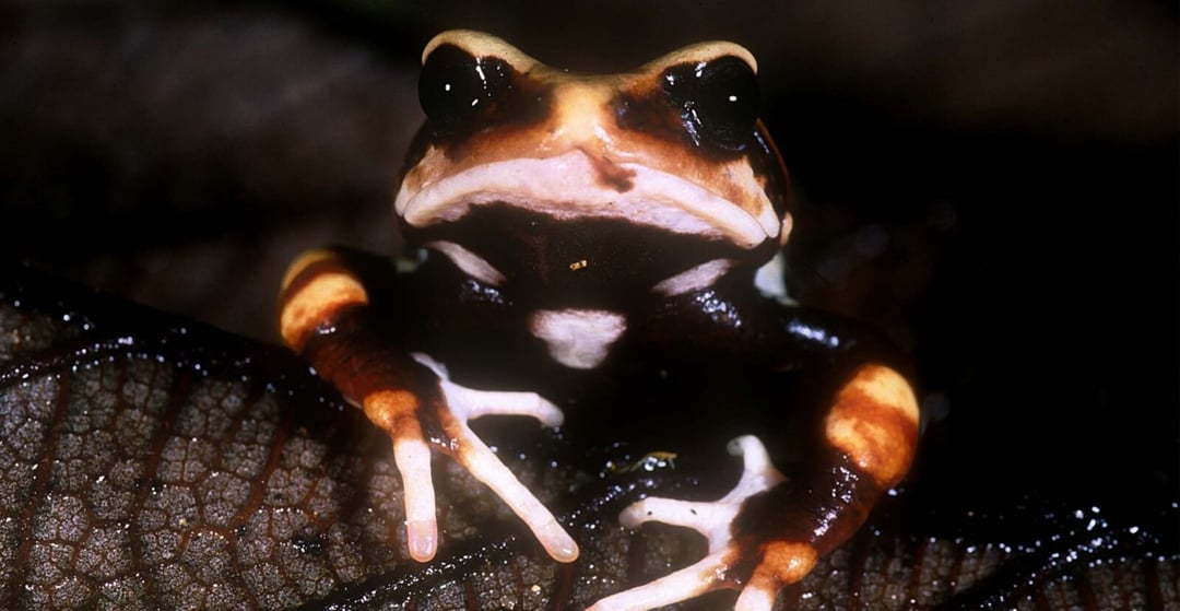 Niezwykłe ropuchy odkryte w Tanzanii. Nie składają jaj