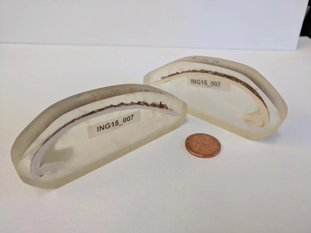 Najstarsze zwierzę na Ziemi żyło dłużej niż większość państw. Naukowcy przypadkowo je zabili podczas rutynowych badań