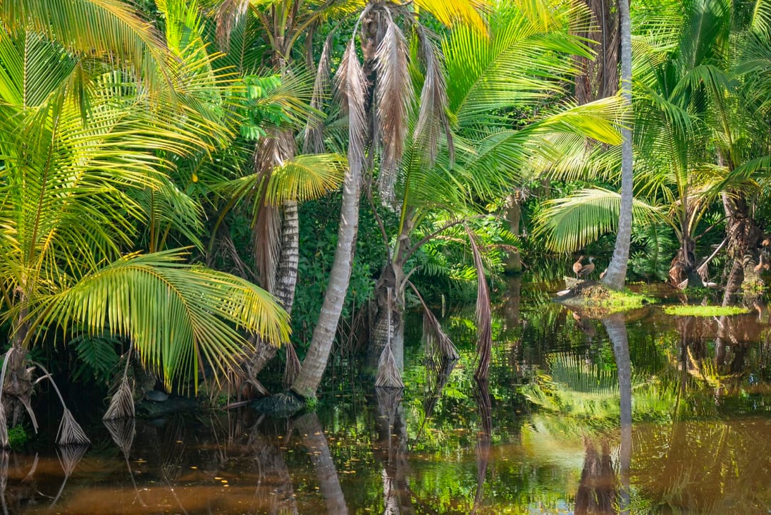 Skamieniałości wewnątrz skamieniałości. W odległej jaskini doszło do odkrycia, jakiego świat jeszcze nie widział