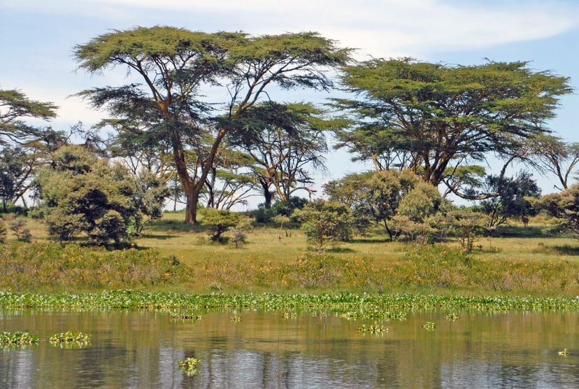 Czaszka sprzed 1,5 miliona lat komplikuje historię ludzkości. Jej cechy łączą się w dziwny wzór, jakiego jeszcze nie było
