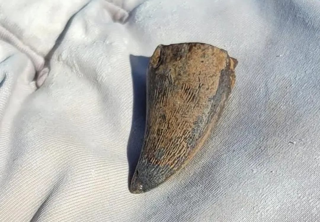 Odkryli ocean​icznego giganta w miejscu, gdzie nie powinien był przetrwać. Jego historia jest fascynująca