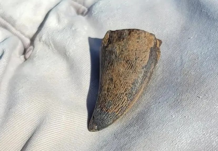 Odkryli ocean​icznego giganta w miejscu, gdzie nie powinien był przetrwać. Jego historia jest fascynująca