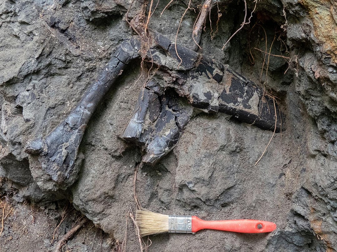 17 gatunków dinozaurów w jednym grobie. Rumuńskie odkrycie zaskakuje paleontologów