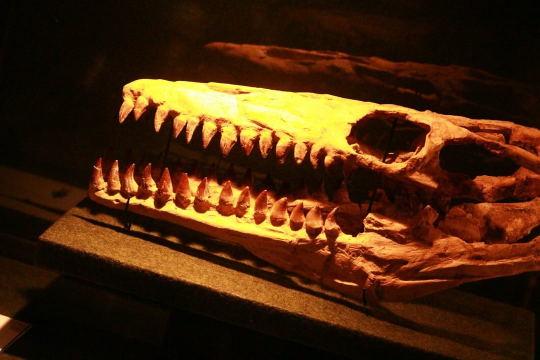 Najstarsze zwierzęta na Ziemi. Ślady sprzed 550 mln lat