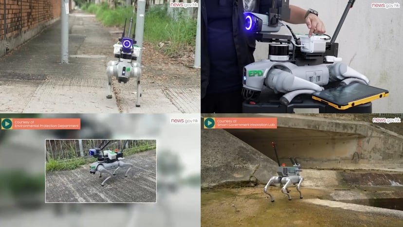 Hongkong zaprzęga AI do ratowania przyrody. Robotyczne psy z laserami ruszają w teren