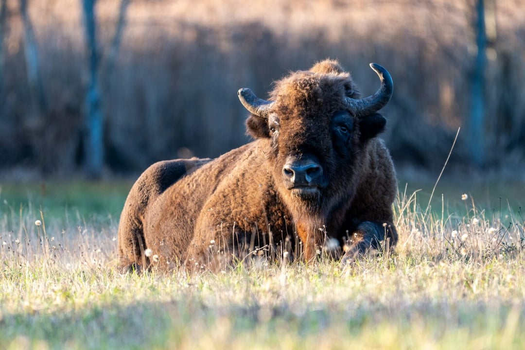 Polskie korridy były bardziej krwawe niż hiszpańskie. Żubry rozrywały ludzi na arenach Jagiellonów
