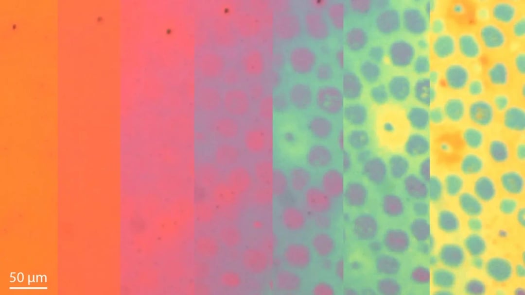 Wygląda jak trik z natury, ale to nowy pomysł na inteligentne materiały