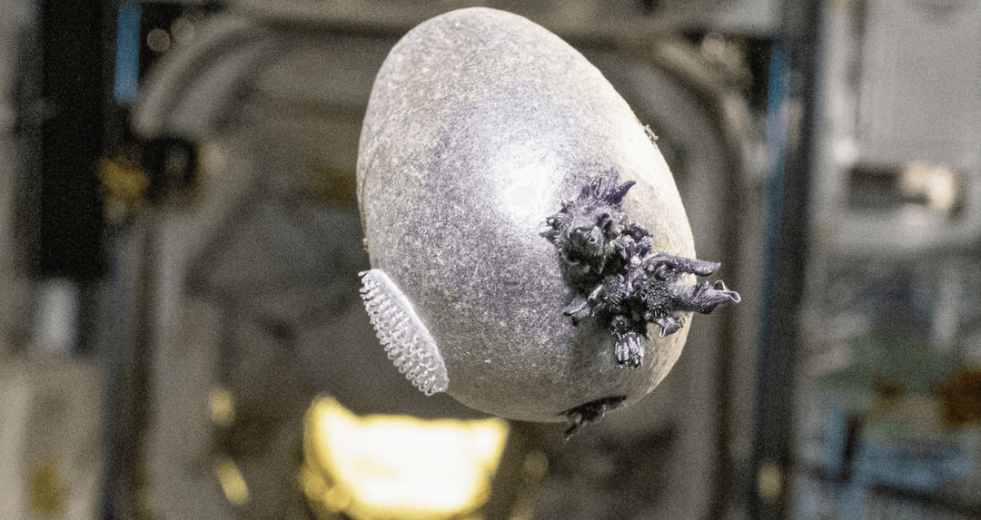 Tajemnicza fioletowa forma życia na ISS. Don Pettit pokazuje „Spudnika-1”