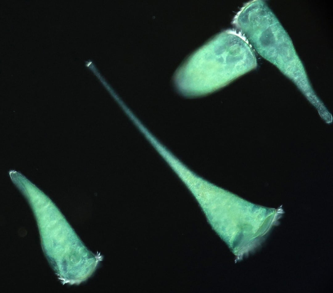 Niezwykłe odkrycie biologów: Jednokomórkowy “trąbik” wyczuwa geometrię otoczenia i wybiera życie w kątach