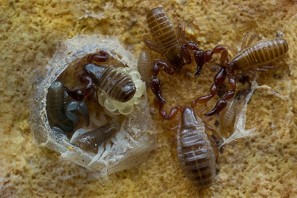 Dzieci są słodkie, a macierzyństwo piękne? U tych gatunków to istny horror