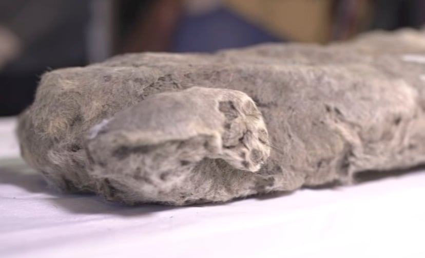 Odnalezione na Syberii zamrożone lwiątko nie jest tym, za co je uważaliśmy