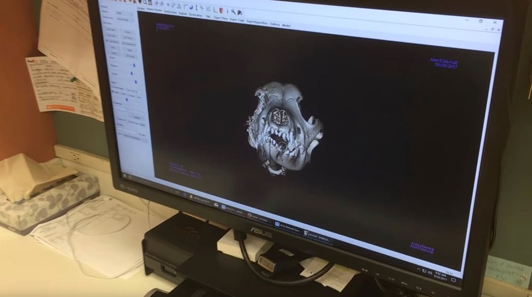 Maska ratuje zdrowie 4-miesięcznej suczce. Eksperymentalna terapia