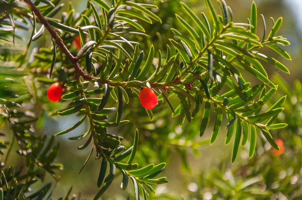 Roślinna apteka. Poznaj 5 gatunków, które ratują życie