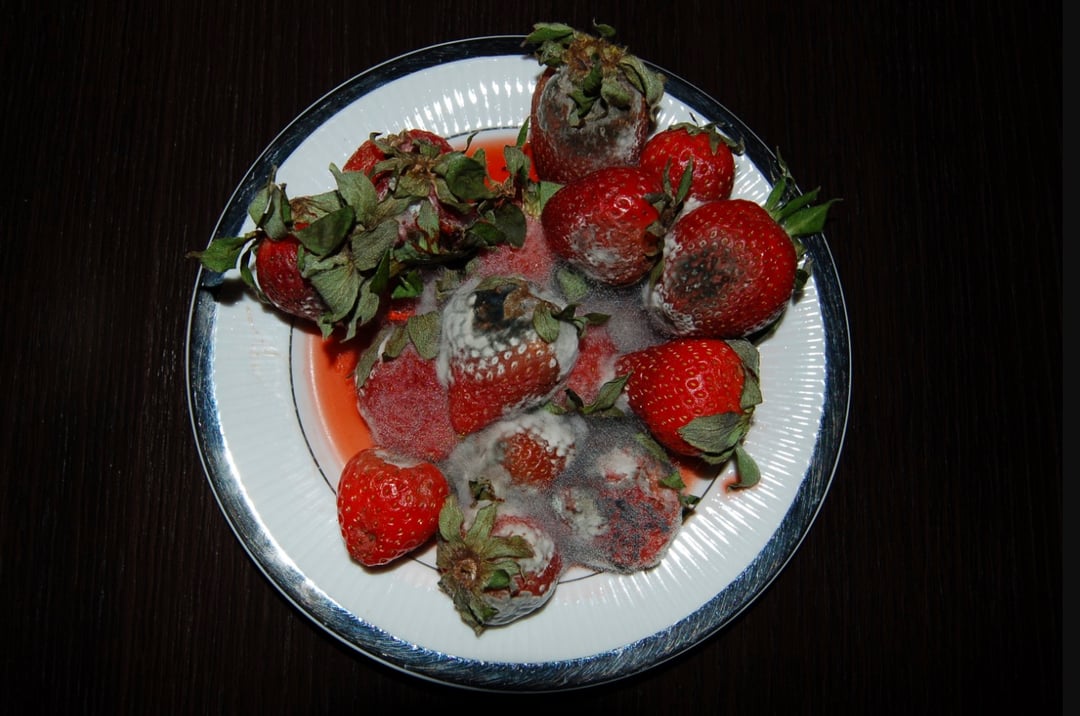 Co cię obrzydza? Naukowcy zebrali galerię obrzydliwości i udowodnili, że odraza nam służy