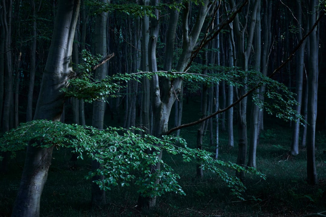 To pierwszy taki przypadek na świecie. W ciele wisielca zamieszkały wiewiórki i pszczoły
