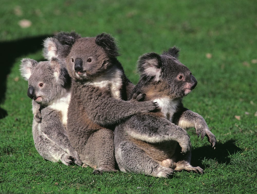 Nie tylko ludzkie dzieci chodzą do przedszkola. U zwierząt nazywa się to “alloparenting”