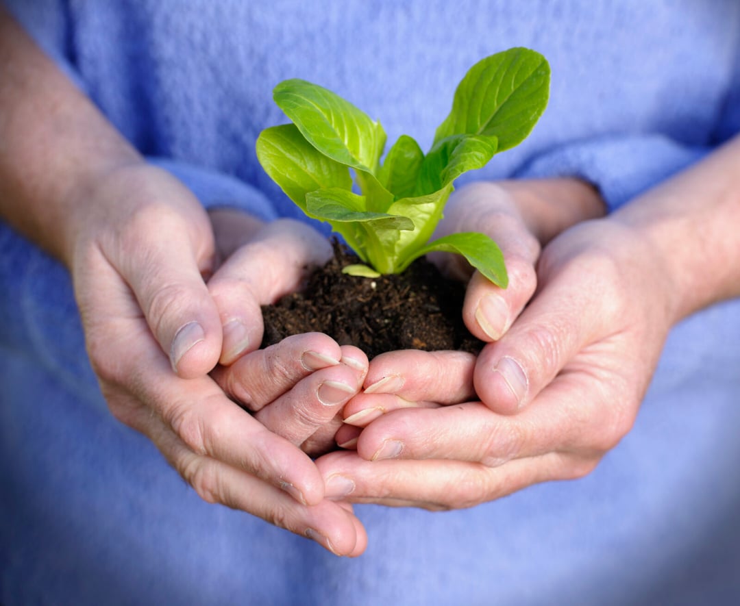 Kompost z ludzkich zwłok będzie legalny? Coraz więcej Amerykanów chce “wrócić” pod postacią drzewa