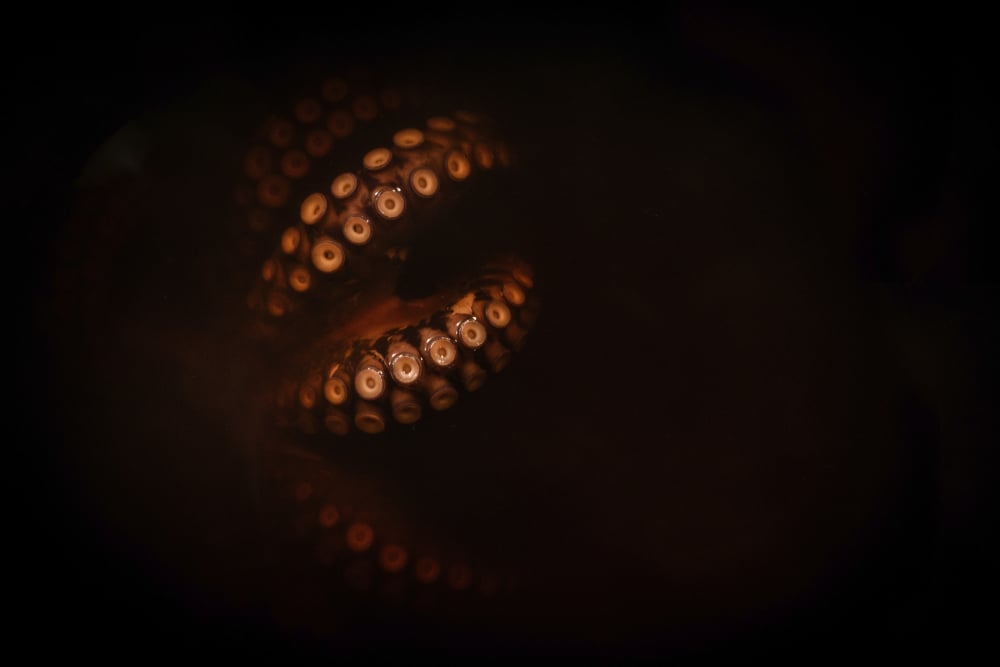 Inteligentni kosmici są wśród nas, a nie na innych planetach. Badacze blisko “obcego”