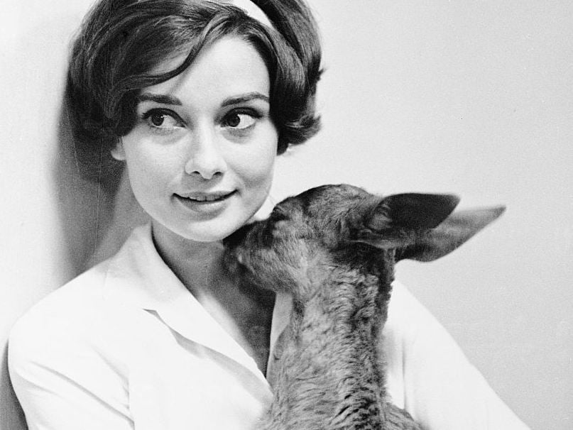 Jeleń, węgorz… Gwiazdy miały naprawdę dziwnych pupili [TOP 10]