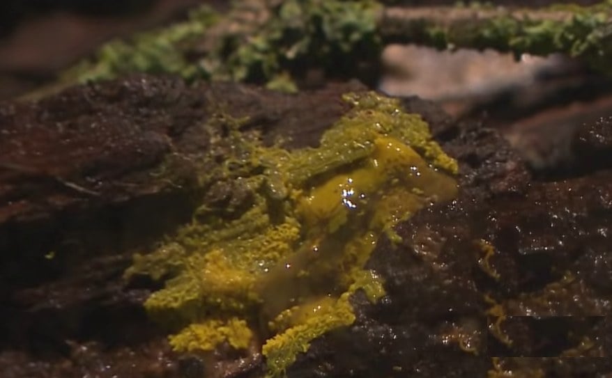 Blob – nowy niezwykły organizm w paryskim zoo. Potrafi się uczyć i ma 720 płci