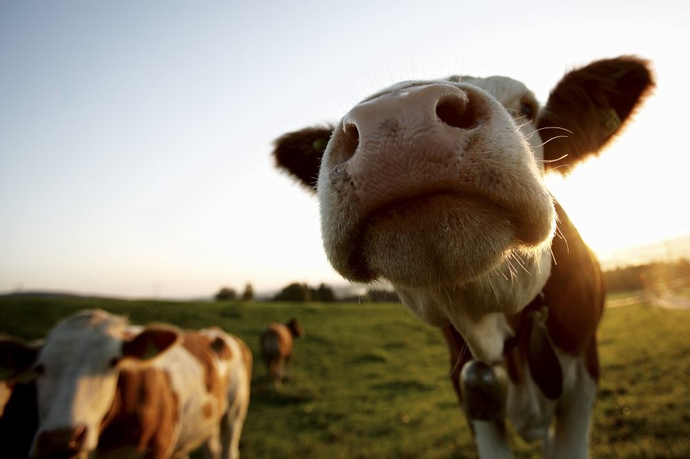 Krowy rozmawiają ze sobą. Badacze: o swoich uczuciach