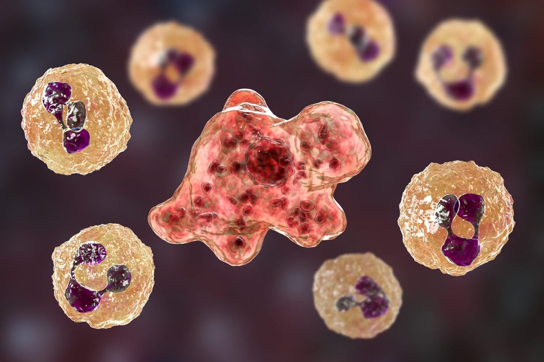 Ten pierwotniak dosłownie zjada tkankę mózgową. Naegleria fowleri dotarł do kolejnego kraju i nie zamierza się zatrzymać